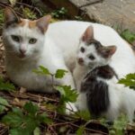 Δημιουργία εθελοντικού δικτύου φιλοζωίας στα σχολεία του Δήμου Φιλοθέης-Ψυχικού